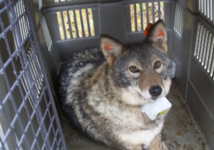 CNETs photo for coyote attack