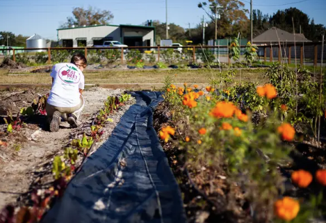 Field trip to Fat Beet Farm, a sustainable farm and cafe